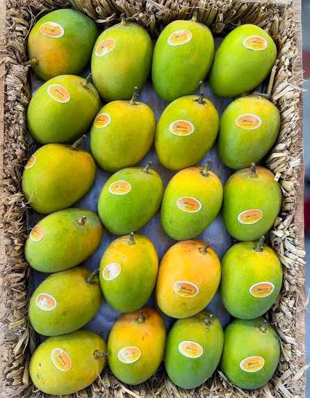 Kesar Mango – Junagadh (Gujarat) | Premium Mango