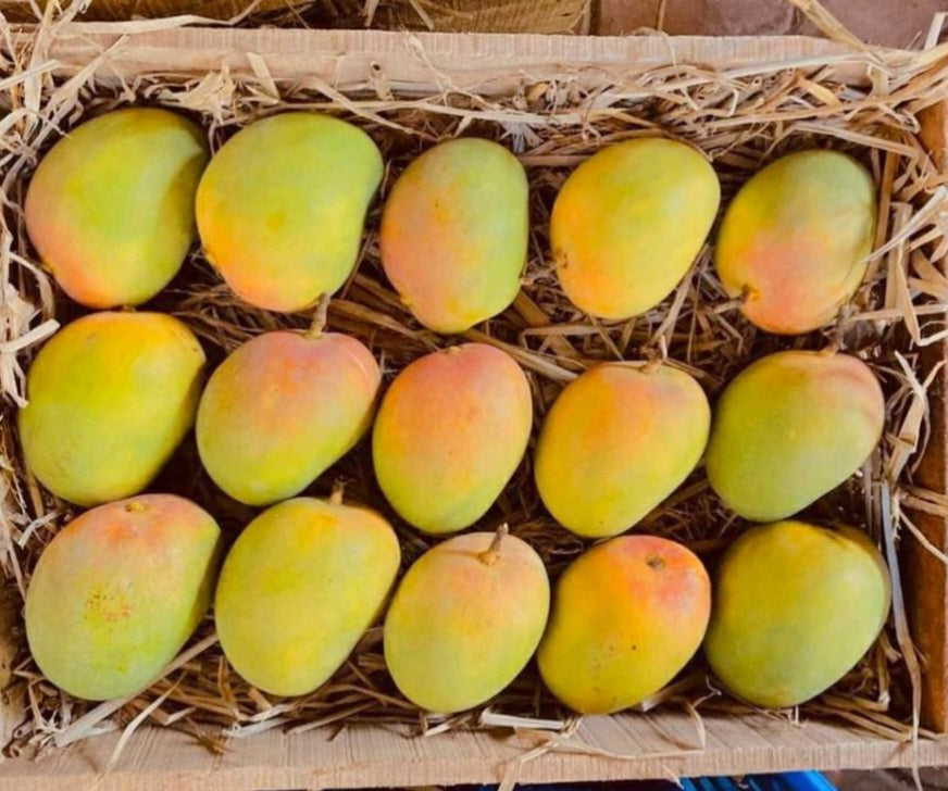 Ratnagiri Alphonso Mango – Export Quality Premium