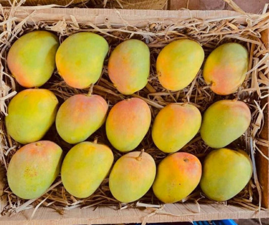 Ratnagiri Alphonso Mango – Export Quality Premium