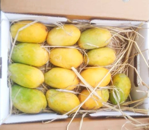 Nuziveedu Pedda Rasalu – Large Size Juicy Mango