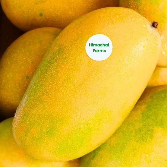 Mallika – Lucknow | Rich Flavor Mango