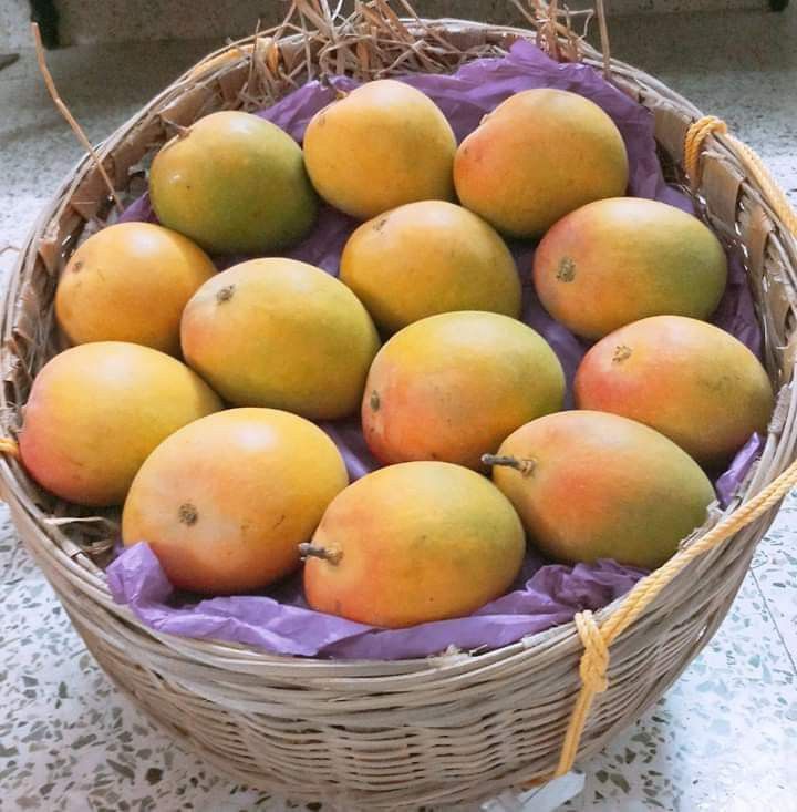 Ratnagiri's Alphonso